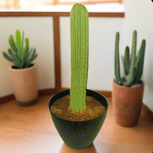 Load image into Gallery viewer, Hide valuables remote controls organize cell phone accessories charging cords office supplies top secret cactus decor succulents
