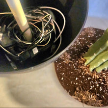 Load image into Gallery viewer, Hide valuables remote controls organize cell phone accessories charging cords office supplies top secret cactus decor succulents
