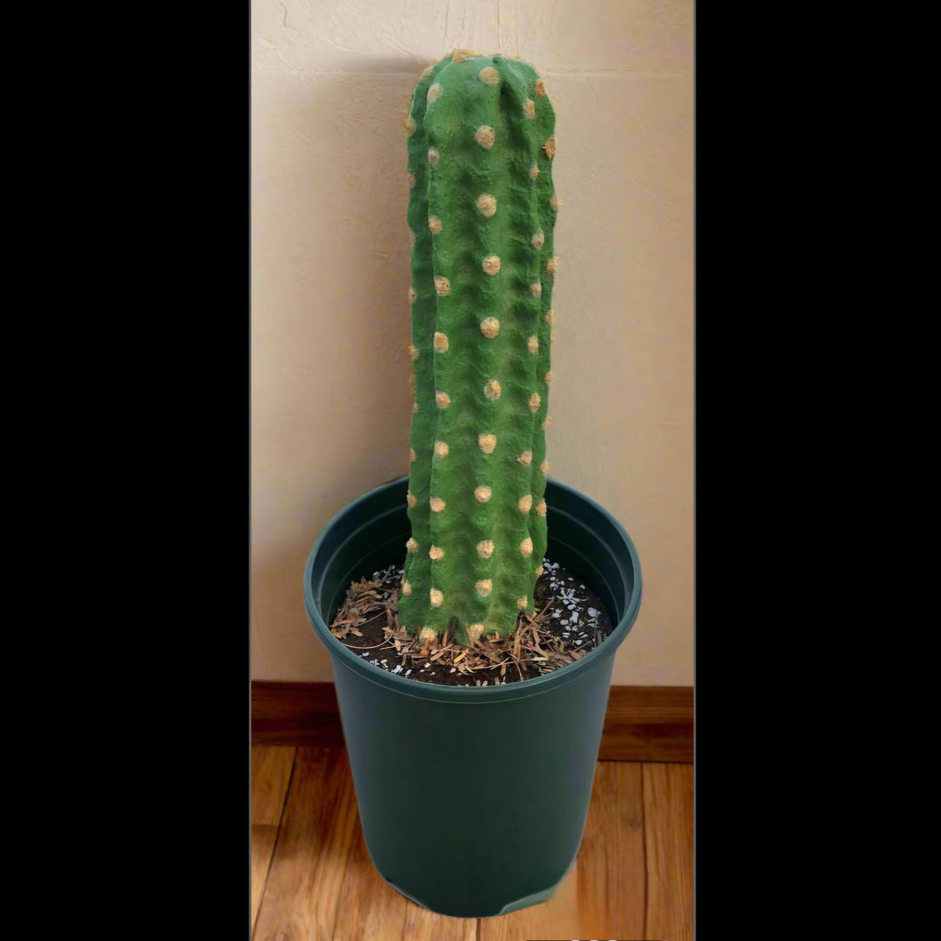 Saguaro Cactus cover hide toilet bowl scrub brush Potty Plants