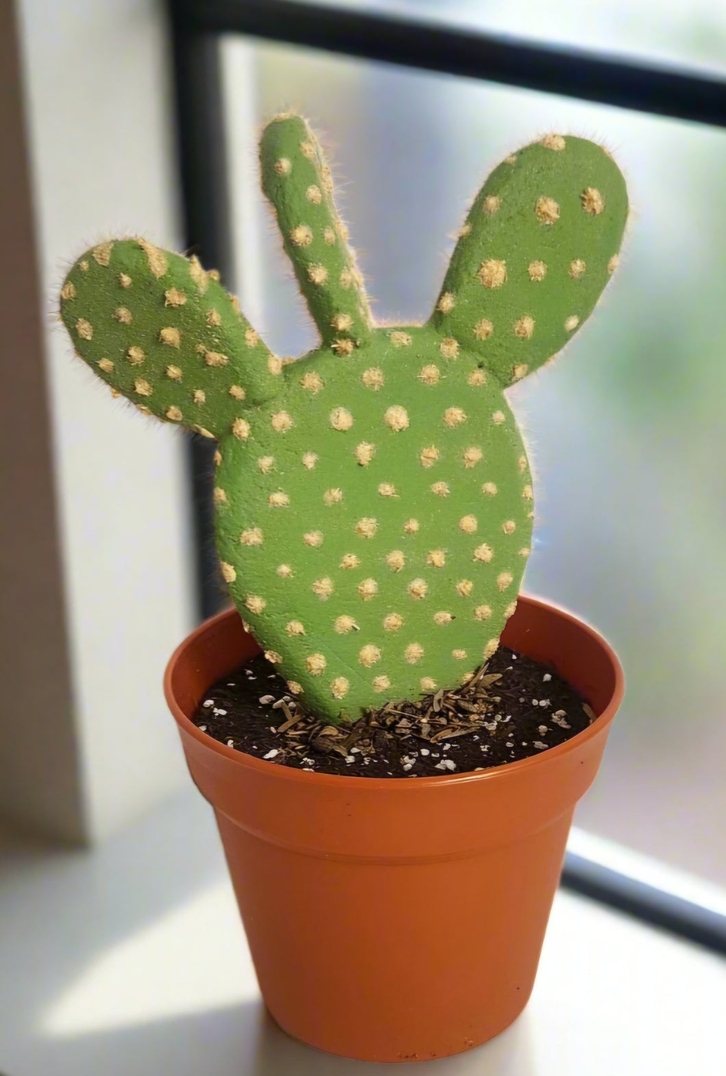 Hide valuables keys coins jewelry candy flash drive SD card memory stick office supplies prickly pear cactus Southwest decoration
