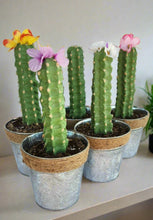 Load image into Gallery viewer, Cactus safe stash hide key organize hidden compartment decorative container
