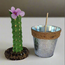 Load image into Gallery viewer, Cactus safe stash hide key organize hidden compartment decorative container

