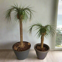 Load image into Gallery viewer, Palm Trees Toilet Plunger and Scrub Brush Covers Set Beach Theme Bathroom Accessories Island Decor for Cleaning Tools
