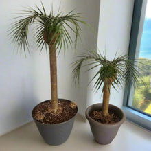 Load image into Gallery viewer, Palm Trees Toilet Plunger and Scrub Brush Covers Set Beach Theme Bathroom Accessories Island Decor for Cleaning Tools

