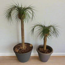 Load image into Gallery viewer, Palm Trees Toilet Plunger and Scrub Brush Covers Set Beach Theme Bathroom Accessories Island Decor for Cleaning Tools
