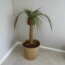Load image into Gallery viewer, Toilet Scrub Brush Holder Tropical Island Bathroom Beach Palm Tree Decor Potty Plants
