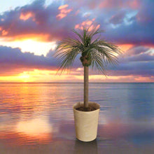Load image into Gallery viewer, Palm tree tropical island bathroom toilet plunger cover beach decoration
