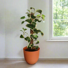 Load image into Gallery viewer, Kitchen Sink Plunger Keeper Looks Like Plant
