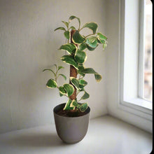 Load image into Gallery viewer, Kitchen Sink Plunger Keeper Looks Like Plant
