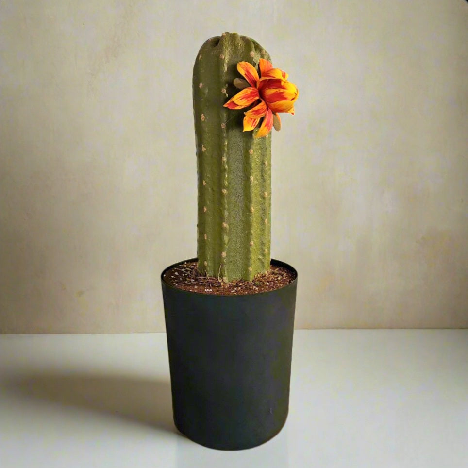 Bellows Toilet Plunger Cactus Cover Container Potty Plants Bathroom Decor