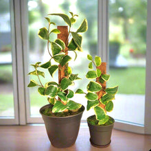 Load image into Gallery viewer, Hide Toilet Plunger and Scrub Brush Bathroom Decor Cover Container Variegated  POTTY PLANTS
