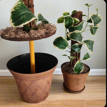 Load image into Gallery viewer, Hide Toilet Plunger and Scrub Brush Bathroom Decor Cover Container Variegated  POTTY PLANTS
