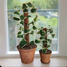 Load image into Gallery viewer, Hide Toilet Plunger and Scrub Brush Bathroom Decor Cover Container Variegated  POTTY PLANTS
