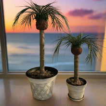Load image into Gallery viewer, Palm Trees Toilet Plunger and Scrub Brush Covers Set Beach Theme Bathroom Accessories Island Decor for Cleaning Tools

