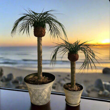 Load image into Gallery viewer, Palm Trees Toilet Plunger and Scrub Brush Covers Set Beach Theme Bathroom Accessories Island Decor for Cleaning Tools

