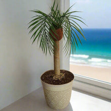 Load image into Gallery viewer, Toilet Scrub Brush Holder Tropical Island Bathroom Beach Palm Tree Decor Potty Plants
