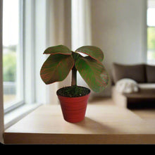Load image into Gallery viewer, Red Fittonia Nerve Plant Stash Pot TOP SECRET PLANTS Hide Keys Candy Money Valuables Hidden Compartment
