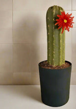 Load image into Gallery viewer, Bellows Toilet Plunger Cactus Cover Container Potty Plants Bathroom Decor
