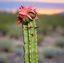 Load image into Gallery viewer, SaguarHOE Fun Cactus Container Sewing Pin Cushion Candy Dish Desk Decor
