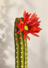 Load image into Gallery viewer, Cactus Toilet Plunger Cover Southwest Bathroom Decor Succulent Saguaro
