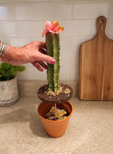 Load image into Gallery viewer, Cactus Candy Dish- Choose Your Flower and Planter Color
