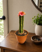 Load image into Gallery viewer, Cactus Candy Dish- Choose Your Flower and Planter Color
