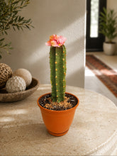 Load image into Gallery viewer, Cactus Candy Dish- Choose Your Flower and Planter Color

