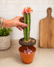 Load image into Gallery viewer, Cactus Candy Dish- Choose Your Flower and Planter Color
