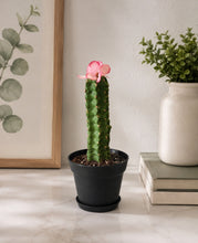 Load image into Gallery viewer, Cactus Candy Dish- Choose Your Flower and Planter Color

