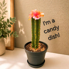 Load image into Gallery viewer, Cactus Candy Dish- Choose Your Flower and Planter Color
