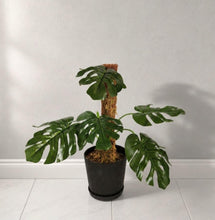 Load image into Gallery viewer, Monstera Potty Plants® – Hidden Toilet Brush Holder &amp; Bathroom Plant Decor

