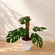 Load image into Gallery viewer, Monstera Potty Plants® – Hidden Toilet Brush Holder &amp; Bathroom Plant Decor
