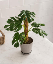 Load image into Gallery viewer, Monstera Potty Plants® – Hidden Toilet Brush Holder &amp; Bathroom Plant Decor
