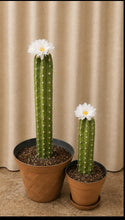Load image into Gallery viewer, Southwest Bathroom Decor Toilet plunger and bowl scrub brush containers caddy cactus Saguaro
