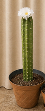 Load image into Gallery viewer, Cactus Toilet Plunger Cover Southwest Bathroom Decor Succulent Saguaro
