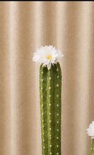 Load image into Gallery viewer, Cactus Toilet Plunger Cover Southwest Bathroom Decor Succulent Saguaro
