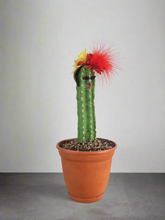 Load image into Gallery viewer, SaguarHOE Fun Cactus Container Sewing Pin Cushion Candy Dish Desk Decor
