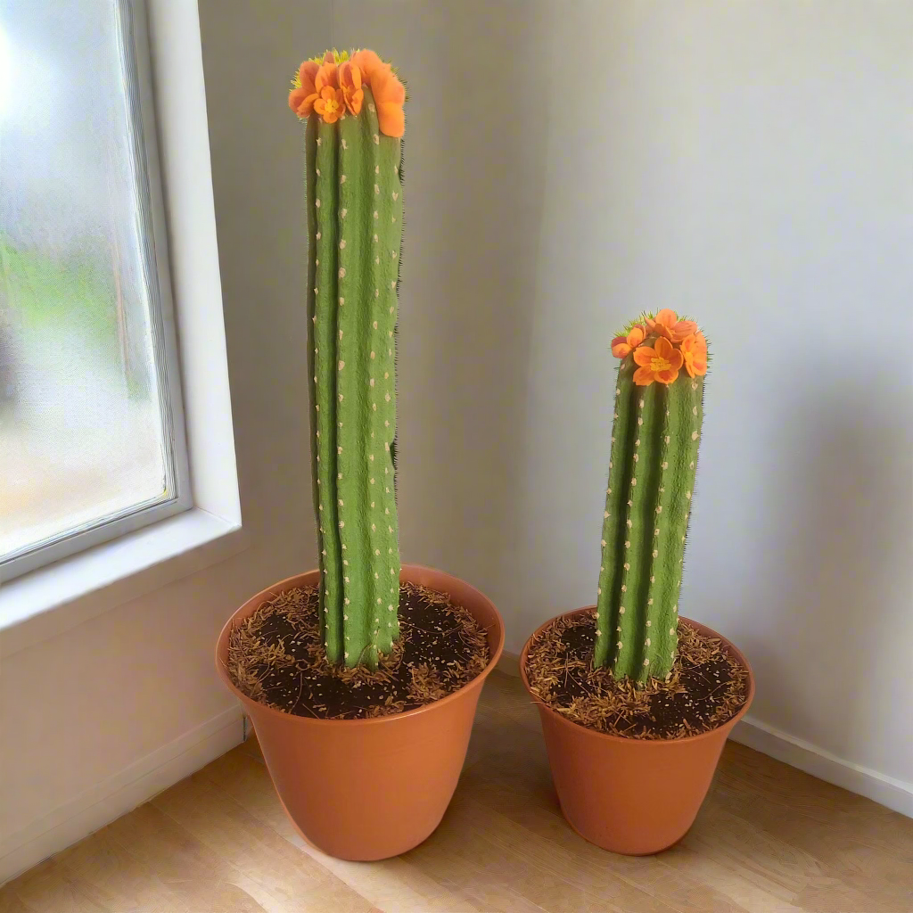 Covers for Toilet plunger and bowl scrub brush Saguaro containers caddy look like cactus