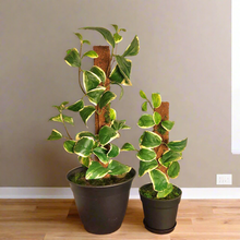 Load image into Gallery viewer, Hide Toilet Plunger and Scrub Brush Bathroom Decor Cover Container Variegated  POTTY PLANTS
