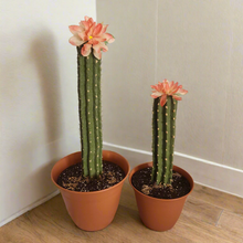 Load image into Gallery viewer, Covers for Toilet plunger and bowl scrub brush Saguaro containers caddy look like cactus
