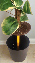 Load image into Gallery viewer, Toilet Plunger Storage Looks Like Variegated Plant Bathroom Decor Potty Plants
