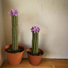 Load image into Gallery viewer, Covers for Toilet plunger and bowl scrub brush Saguaro containers caddy look like cactus
