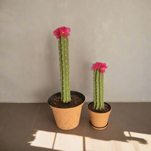 Load image into Gallery viewer, Southwest Bathroom Decor Toilet plunger and bowl scrub brush containers caddy cactus Saguaro
