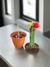 Load image into Gallery viewer, SaguarHOE Fun Cactus Container Sewing Pin Cushion Candy Dish Desk Decor
