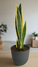 Load image into Gallery viewer, Hidden Storage Snake Plant Work Desk Organizer Home Office Security Hide Keys Wallet Cell Phone Charging Cords Medication Passwords
