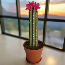 Load image into Gallery viewer, Top Secret Cactus Decor Hidden Storage Container Hide Valuables Organize Crafts Store Jewelry
