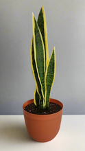 Load image into Gallery viewer, Hidden Storage Snake Plant Work Desk Organizer Home Office Security Hide Keys Wallet Cell Phone Charging Cords Medication Passwords
