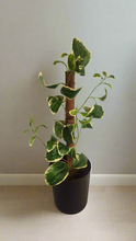Load image into Gallery viewer, Toilet Plunger Storage Looks Like Variegated Plant Bathroom Decor Potty Plants
