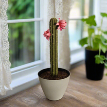 Load image into Gallery viewer, Hide valuables remote controls organize cell phone accessories charging cords office supplies top secret cactus decor succulents
