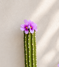 Load image into Gallery viewer, Cactus Toilet Plunger Cover Southwest Bathroom Decor Succulent Saguaro
